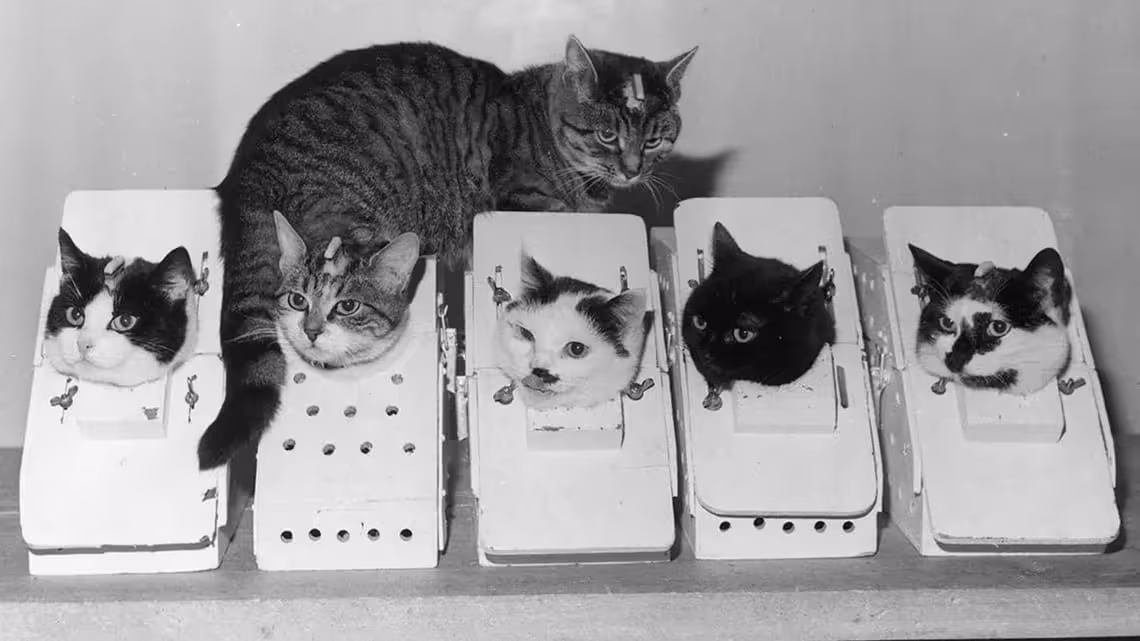 Photograph of French cats in their launch suits